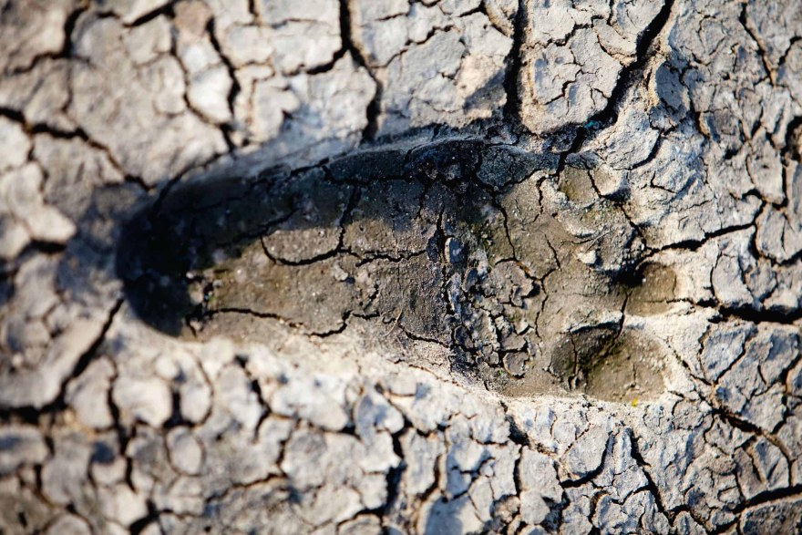 environmental concept, Water shortage and drought footprint in dry mud